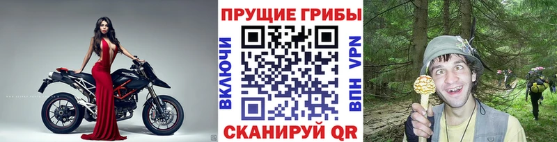 купить закладку  Нижнеудинск  Псилоцибиновые грибы прущие грибы 